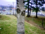 This extremely creepy tree was photographed by Matthew Ward in Cookeville, TN