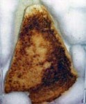 This grilled cheese sandwich was sold Diana Duyser of Hollywood, FL on eBay for $28K in 2004 (it was 10 years old at the time).