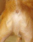 A terrier named Angus McDougall has JesAss. Seehim at http://www.getbehindjesus.net/SeeHim.html